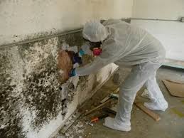 mold removal Oak Brook
